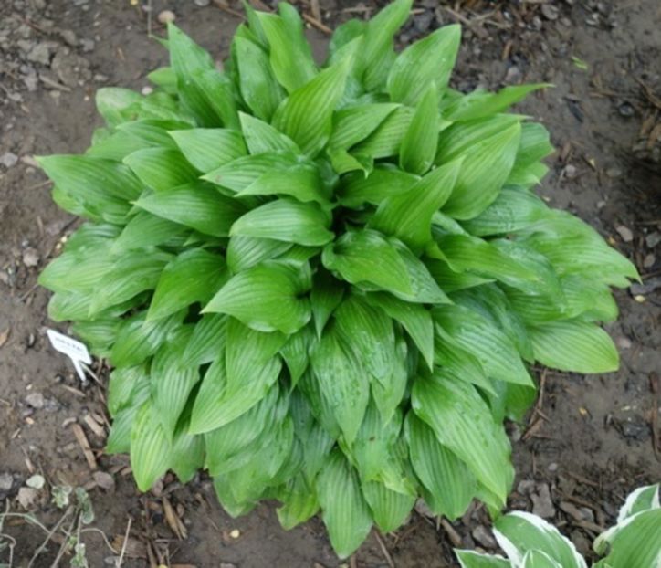  - hosta Lancifolia