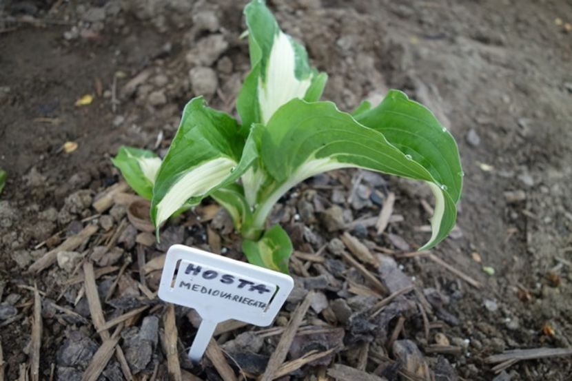  - hosta Mediovariegata