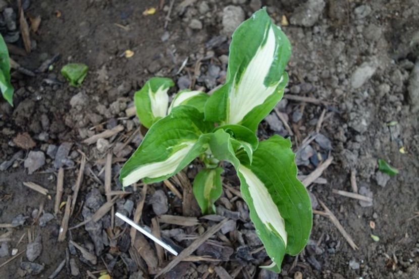  - hosta Mediovariegata