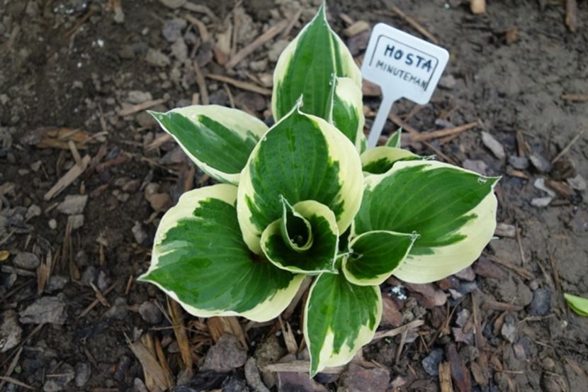  - hosta Minuteman