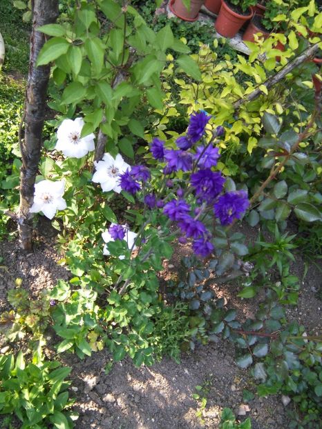 - Gradina 2017