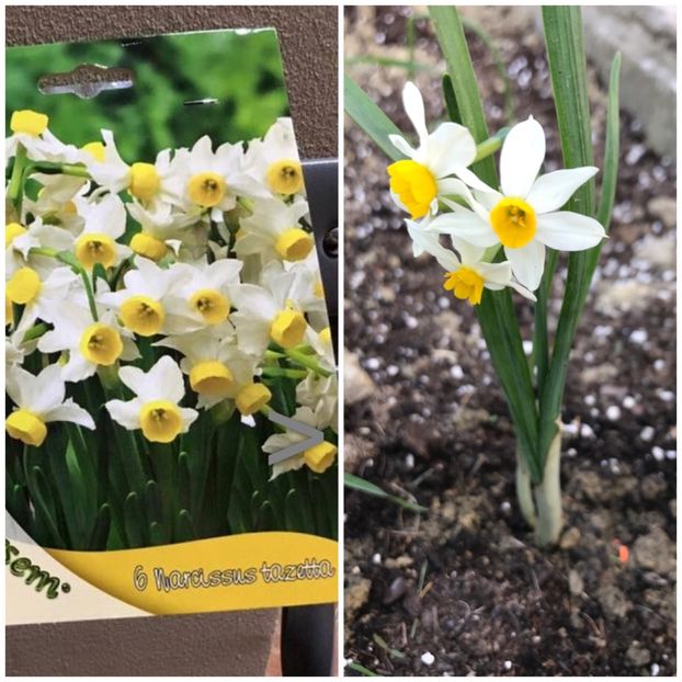 A iesit ce am plantat! - Gradina 2017