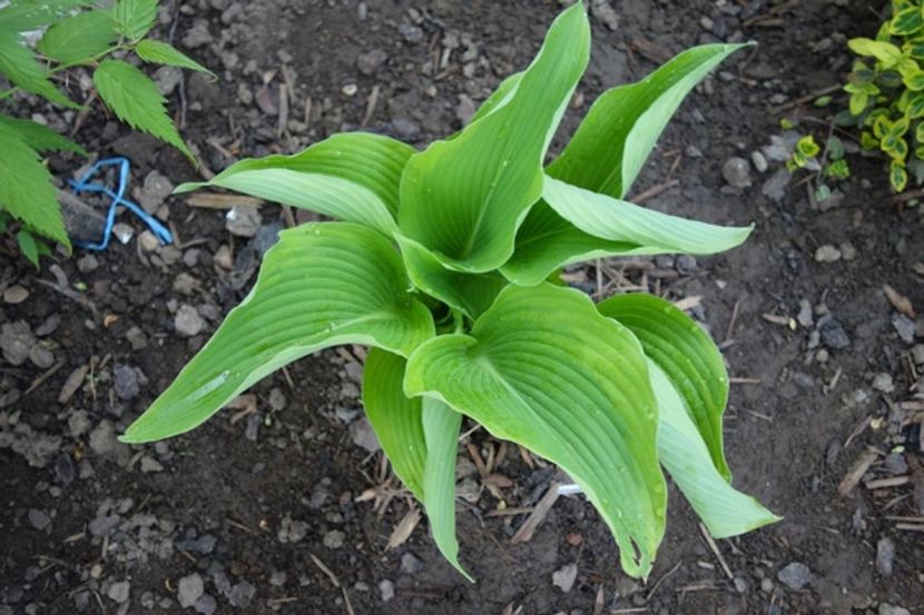  - hosta Satisfaction