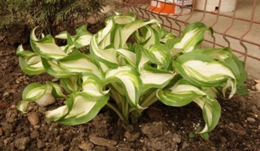  - hosta Undulata Mediovariegata