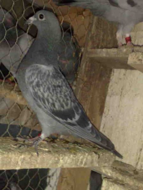 43 - X-Porumbei vinduti