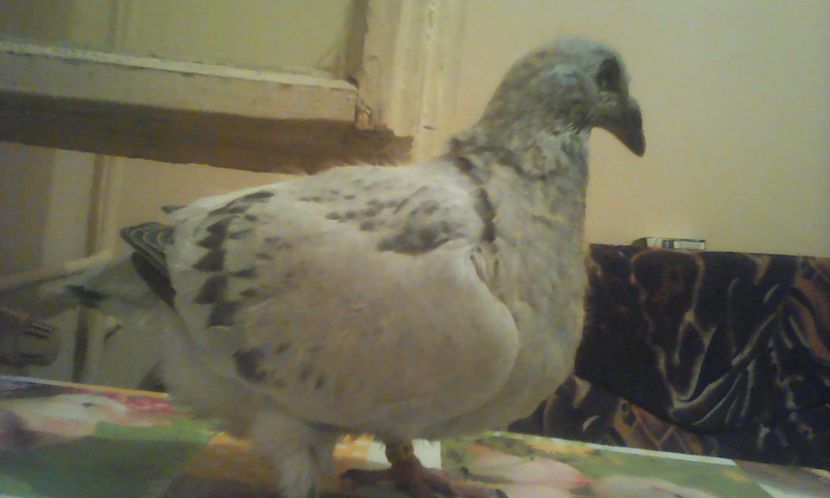 Fiica porsche - PUII 2017 DIN LA FABRICA