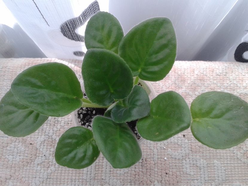 3 mai - ZZ EK Belaia Koroleva -White Queen