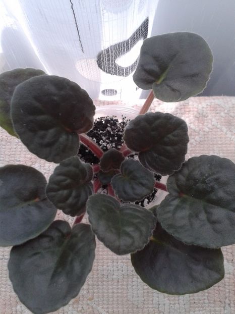 3 mai - ZZ Ode To Beauty