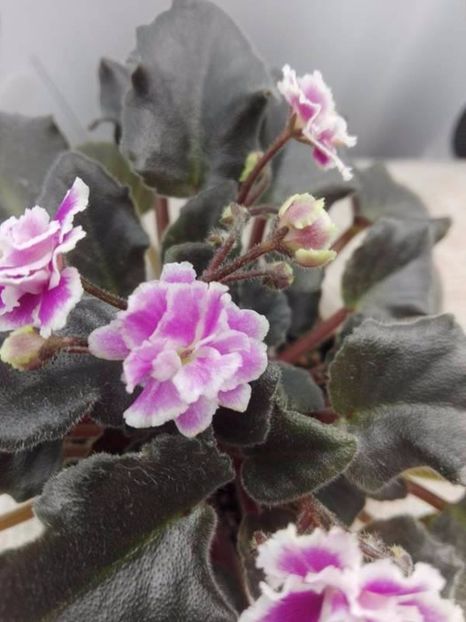 2 mai ( - ZZ Heritage Frolic