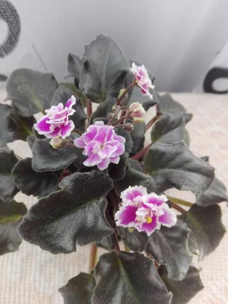 2 mai - ZZ Heritage Frolic