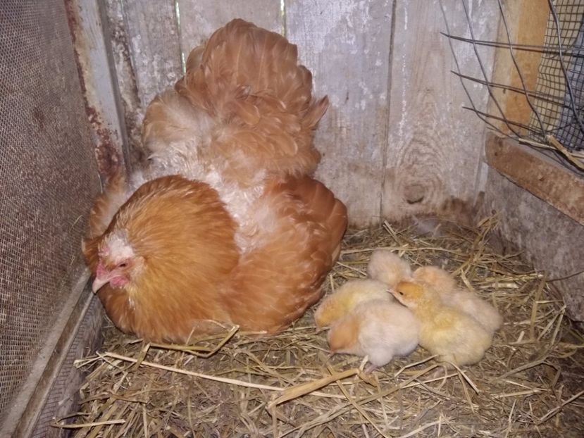 Opington 2017 - 15 ORPINGTON GALBEN