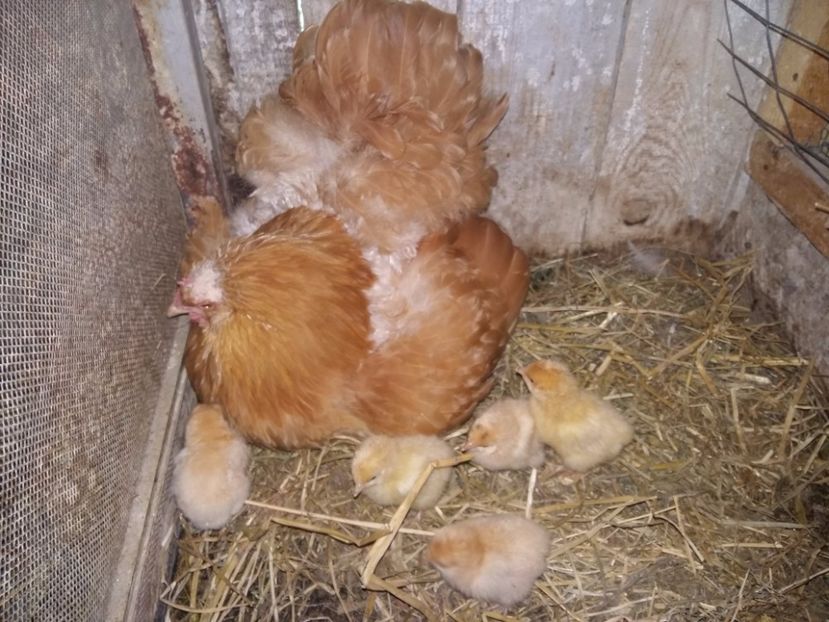 02-05-2017 - 15 ORPINGTON GALBEN