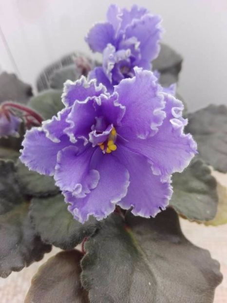 2 mai - ZZ Ruffled Skies