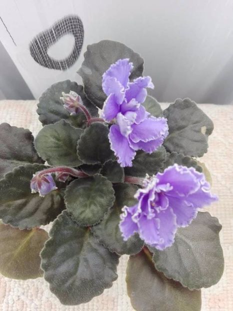 2 mai - ZZ Ruffled Skies