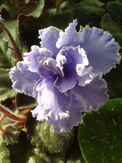 3 mai - ZZ Ruffled Skies