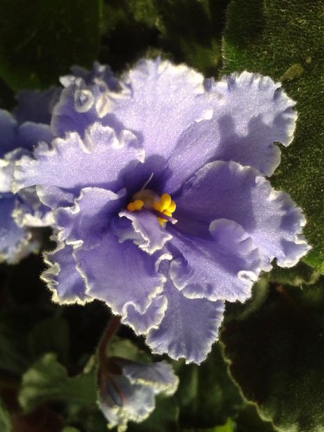 3 mai - ZZ Ruffled Skies