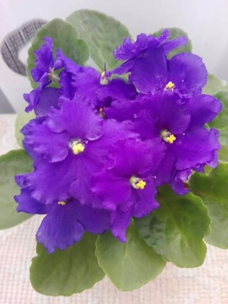2 mai - AA VIOLETE de COLECTIE