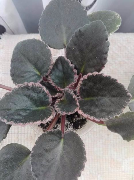 2 mai - ZZ Buckeye Blushing