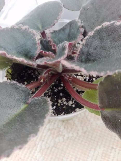 2 mai - ZZ Buckeye Blushing