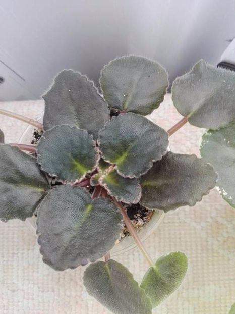 2 mai - ZZ Buckeye Blushing