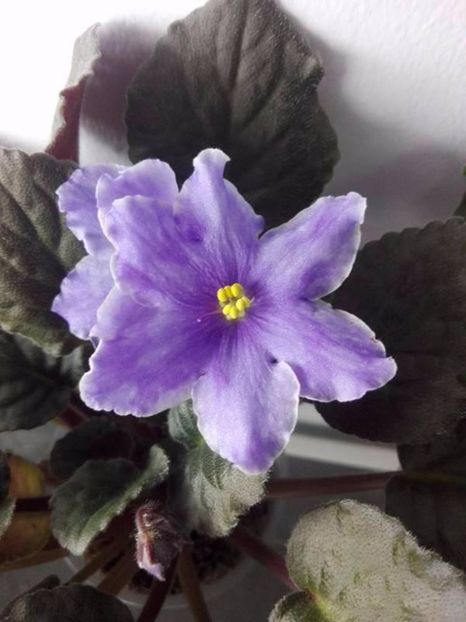 2 mai - AA VIOLETE de COLECTIE