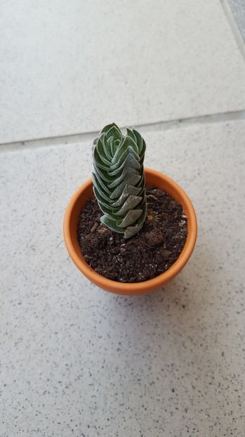  - Crassula Buddha Temple