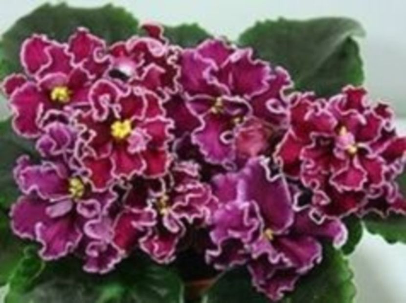 emergency - EMERGENCY-crisu89