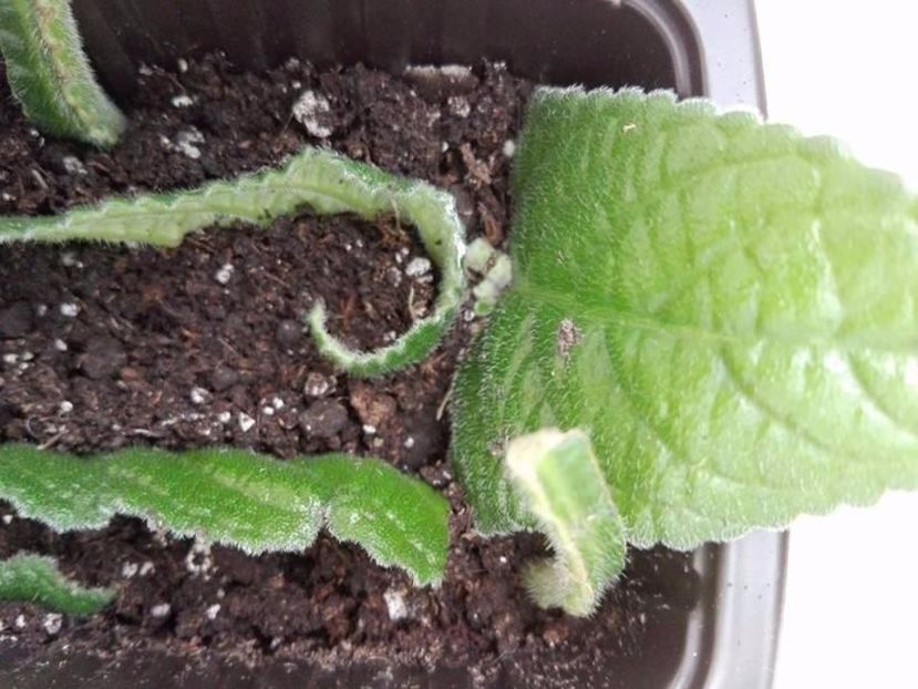 3 mai - Streptocarpus
