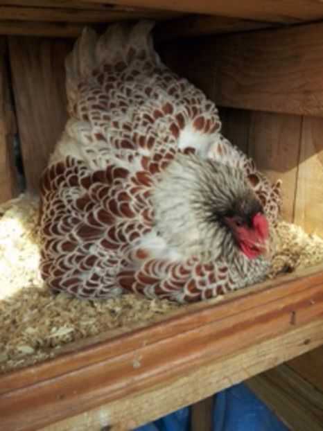 a (1) - Raritati Brahma --- astept pareri si idei de obtinere