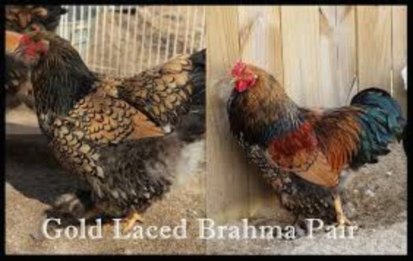 Auriu - Raritati Brahma --- astept pareri si idei de obtinere