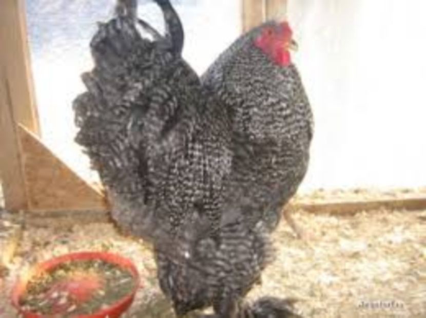 Barat - Raritati Brahma --- astept pareri si idei de obtinere