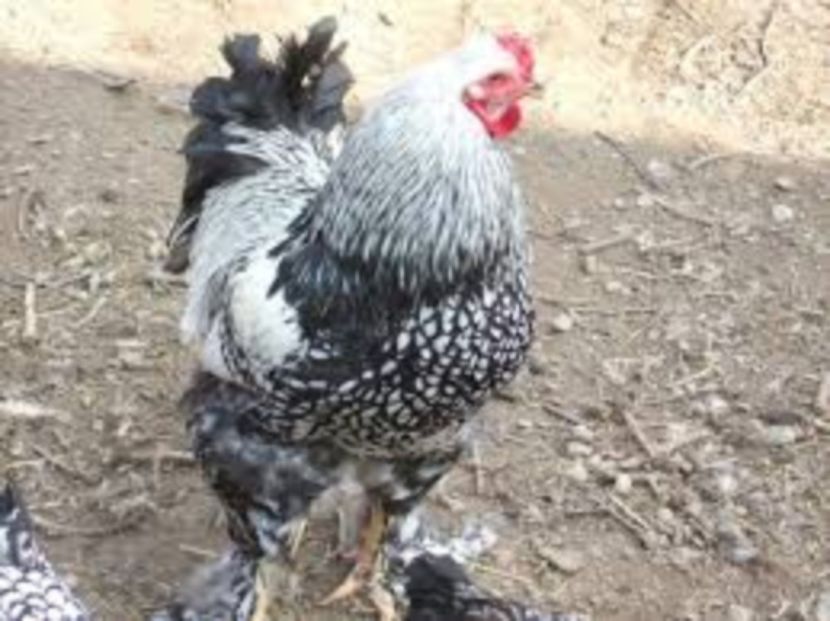 Argintiu - Raritati Brahma --- astept pareri si idei de obtinere