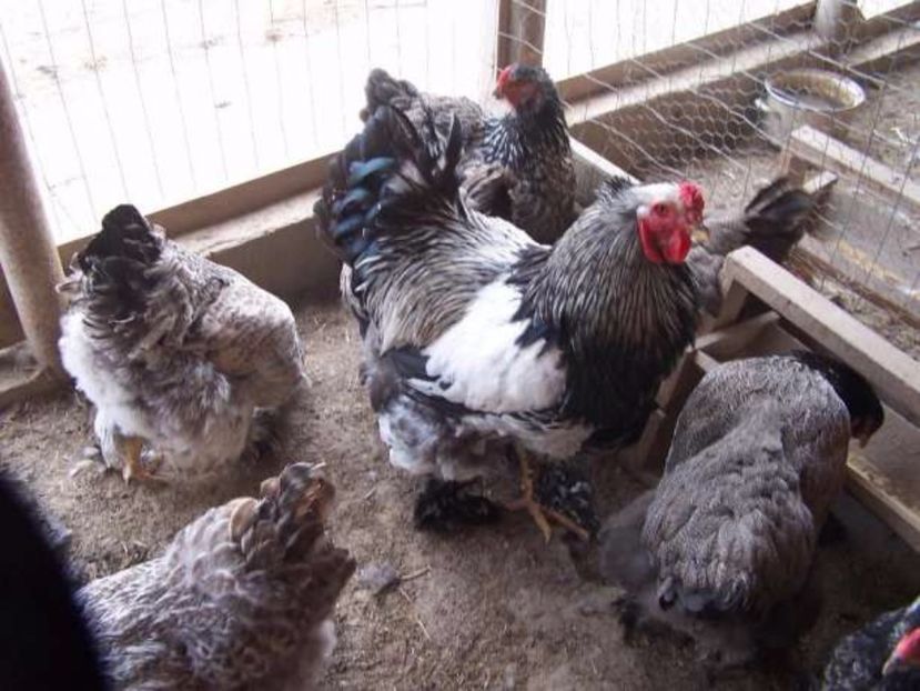 a (8) - Raritati Brahma --- astept pareri si idei de obtinere