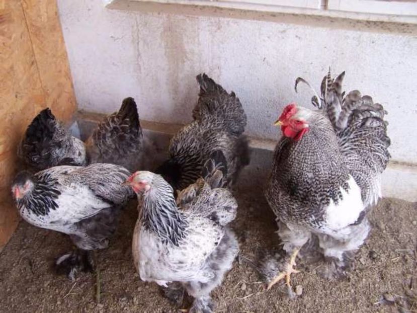 Cum se obtine gulerul barat?! - Raritati Brahma --- astept pareri si idei de obtinere