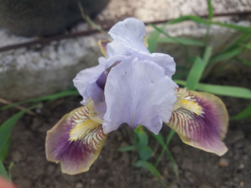  - irisi pitici si medii