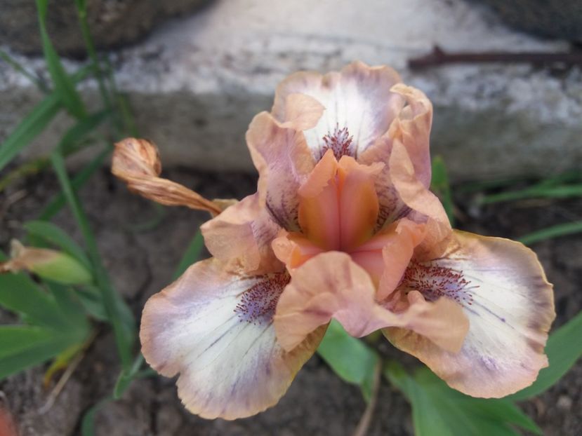  - irisi pitici si medii