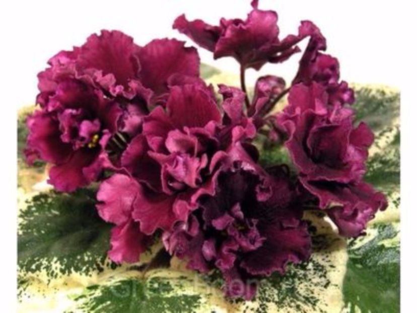 le-skarlett - LE SKARLETTE- Arianna