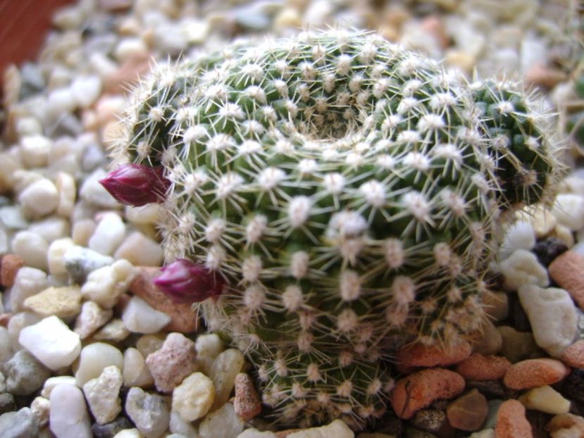 Rebutia krainziana - Cactusi 2017