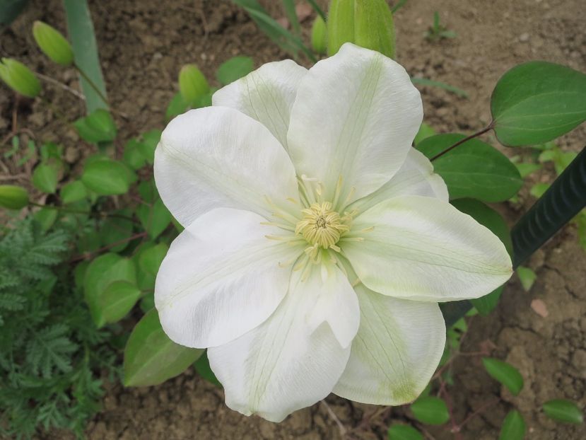  - Clematita Guernsey Cream