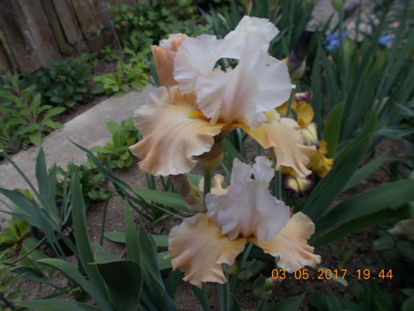 apricot  frosty - IRISI BARBATA ELATIOR SI INTERMEDIA  2017