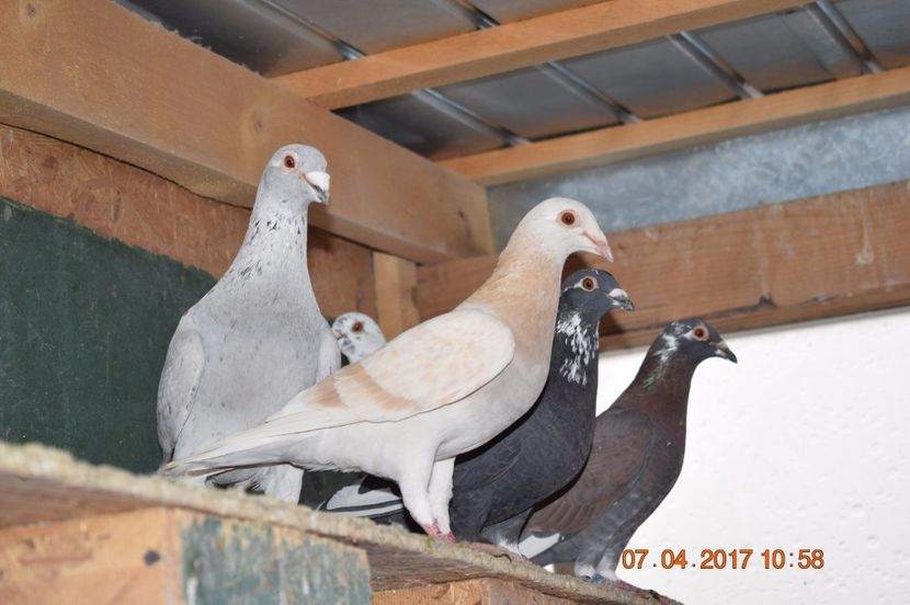  - Porumbei la Gramada pentru 2016