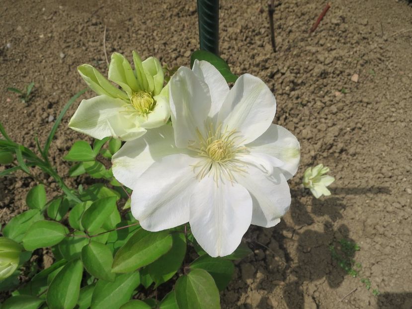  - Clematita Guernsey Cream