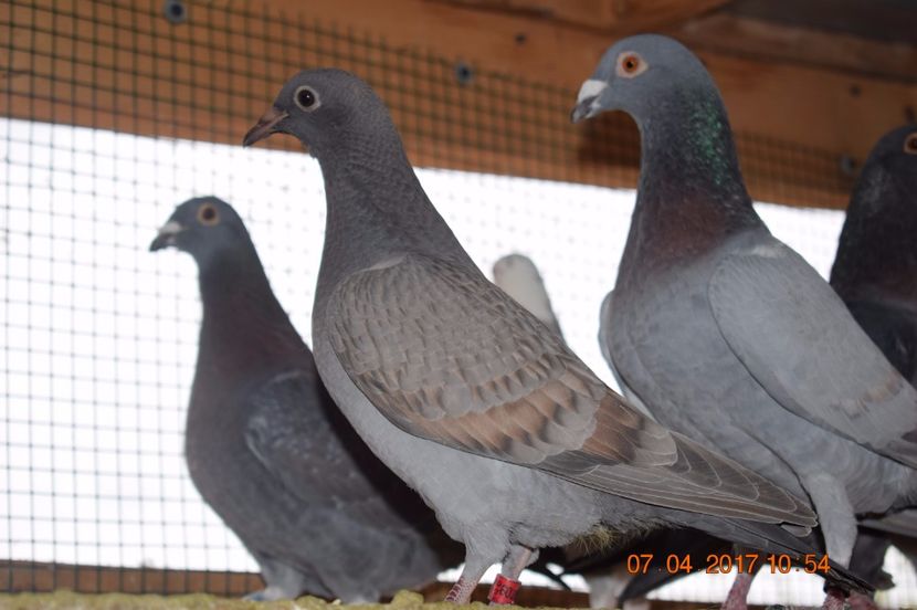  - Porumbei la Gramada pentru 2016