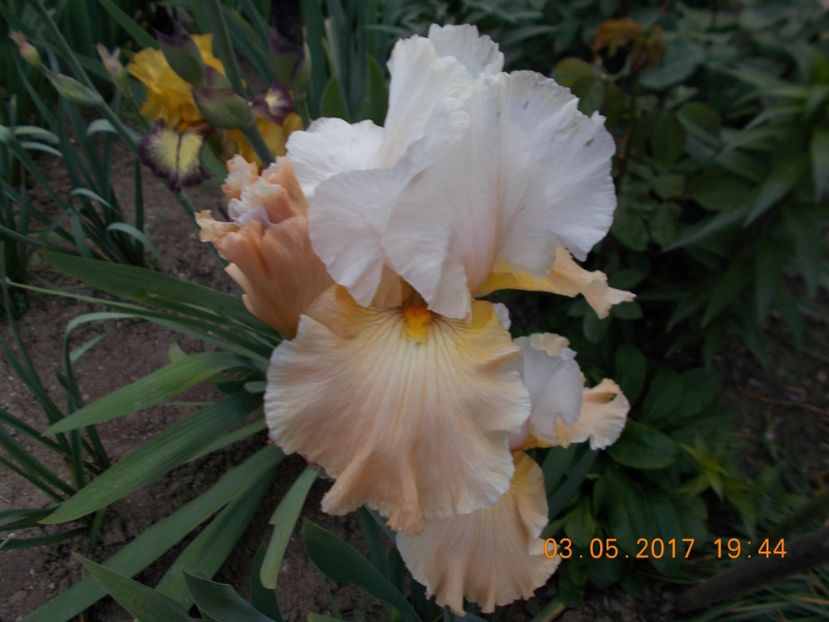 apricot frosty - IRISI BARBATA ELATIOR SI INTERMEDIA  2017