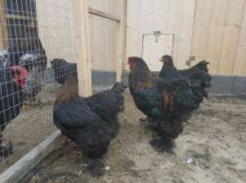 1 (1) - Raritati Brahma --- astept pareri si idei de obtinere