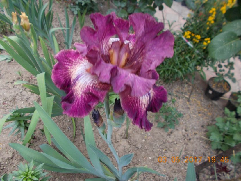 indiscreet - IRISI BARBATA ELATIOR SI INTERMEDIA  2017