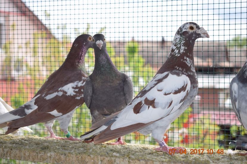  - Porumbei la Gramada pentru 2016