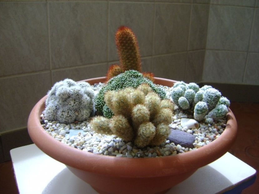 Grup de 5 Mammillaria - Cactusi 2017