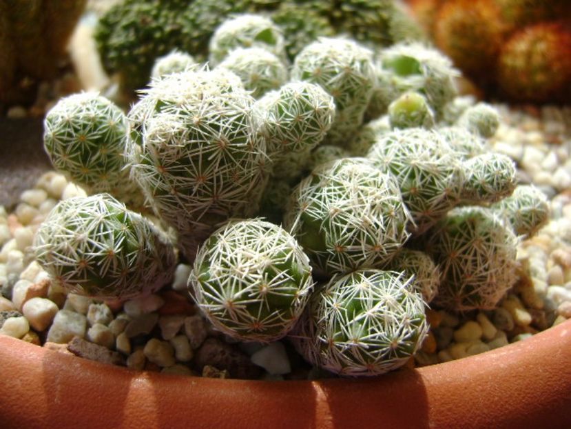 Mammillaria vetula ssp. gracilis - Cactusi 2017