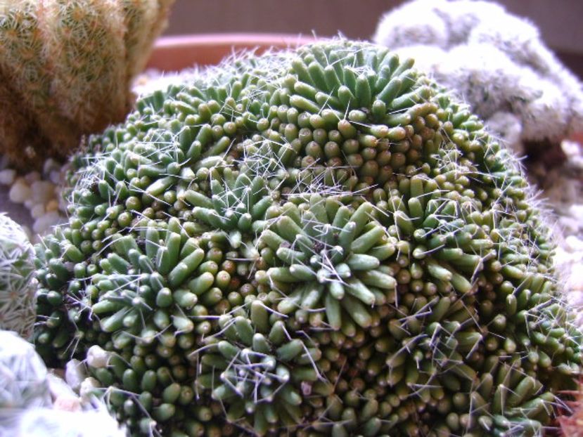 Mammillaria crinita ssp monstruosa - Cactusi 2017